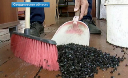 Dịch ruồi l&ecirc;n tới h&agrave;ng triệu con tấn c&ocirc;ng Ural, Nga