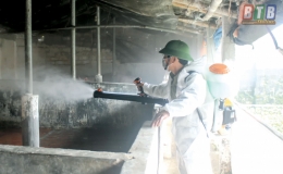 B&aacute;o Th&aacute;i B&igrave;nh với c&ocirc;ng t&aacute;c ph&ograve;ng, chống bệnh dịch tả lợn ch&acirc;u Phi