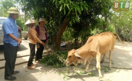 Con b&ograve; sinh kế ở Tiền Hải (Kỳ 3)