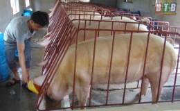 5,644 tỷ đồng dư nợ chăn nu&ocirc;i lợn bị thiệt hại được hỗ trợ