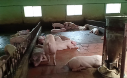 60 tỉnh, th&agrave;nh phố xuất hiện ổ dịch tả lợn ch&acirc;u Phi