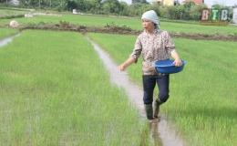 N&ocirc;ng d&acirc;n Vũ Thư chăm s&oacute;c, ph&ograve;ng trừ s&acirc;u bệnh bảo vệ mạ m&ugrave;a