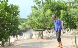  Ph&aacute;t hiện dịch c&uacute;m A/H5N6 tr&ecirc;n đ&agrave;n vịt