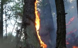 Nghệ An: Một người tử vong khi tham gia tiếp nước chữa ch&aacute;y rừng