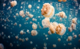 Bơi lội giữa hồ nước mặn c&oacute; 700.000 con sứa