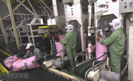 Gi&aacute; gạo Việt Nam xuất khẩu l&ecirc;n mức cao nhất trong 8 năm