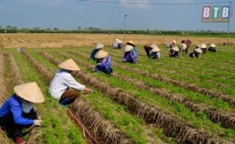 Hưng H&agrave;: T&iacute;ch tụ 2.548ha đất canh t&aacute;c