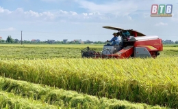 Kiến Xương đ&atilde; thu hoạch được tr&ecirc;n 40% diện t&iacute;ch l&uacute;a xu&acirc;n