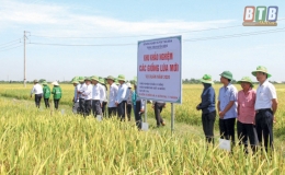 Khảo nghiệm giống l&uacute;a mới &ldquo;Đ&atilde;i c&aacute;t t&igrave;m v&agrave;ng&rdquo;