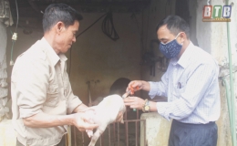 Quỳnh Phụ: Kh&ocirc;ng chủ quan trong ph&ograve;ng, chống bệnh dịch tả lợn ch&acirc;u Phi