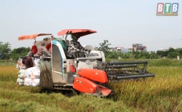 Quỳnh Phụ rộn r&agrave;ng m&ugrave;a gặt