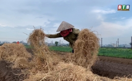 Tận dụng rơm rạ mang lại lợi &iacute;ch k&eacute;p