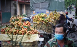 Bắc Giang tổ chức hội nghị trực tuyến ti&ecirc;u thụ vải thiều