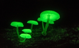  B&iacute; ẩn lo&agrave;i nấm ph&aacute;t s&aacute;ng ở Nhật