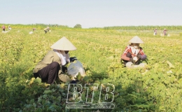 Bỏ phố về qu&ecirc; l&agrave;m n&ocirc;ng nghiệp sạch