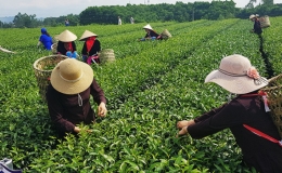 Bước đột ph&aacute; trong x&acirc;y dựng n&ocirc;ng th&ocirc;n mới tại huyện Hải H&agrave; (Quảng Ninh)