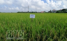 Giới thiệu giống l&uacute;a triển vọng vụ m&ugrave;a 2021