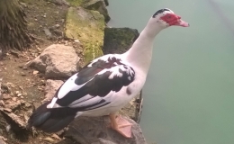 Giống ngan sen v&agrave; kỹ thuật chăm s&oacute;c, nu&ocirc;i dưỡng