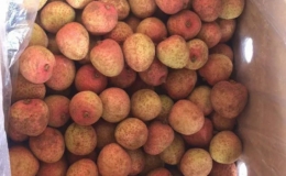 Hải Dương xuất khẩu 100 tấn vải thiều đi Nhật