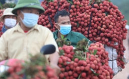 Hơn 146.000 tấn vải Bắc Giang được ti&ecirc;u thụ