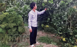 Hưng H&agrave;: Nhiều m&ocirc; h&igrave;nh sản xuất n&ocirc;ng nghiệp mang lại hiệu quả kinh tế cao