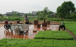  Kiến Xương: Phấn đấu diện t&iacute;ch gieo trồng vụ m&ugrave;a đạt gần 11.200 ha, năng suất đạt 61 tạ/ha