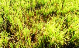 Một số biện ph&aacute;p kỹ thuật canh t&aacute;c để hạn chế bệnh l&ugrave;n sọc đen ph&aacute;t sinh g&acirc;y hại l&uacute;a m&ugrave;a 2021