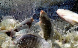 Một số biện ph&aacute;p ph&ograve;ng v&agrave; trị bệnh cho c&aacute;