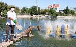 Nu&ocirc;i c&aacute; chuối hoa cho hiệu quả kinh tế cao