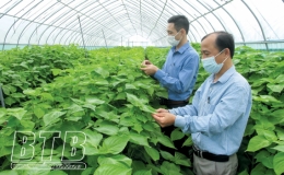 Quỳnh Phụ: Ph&aacute;t triển sản xuất n&ocirc;ng nghiệp tập trung, li&ecirc;n kết chuỗi