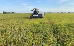 Th&aacute;i Thụy: Thu hoạch hơn 90% diện t&iacute;ch l&uacute;a xu&acirc;n