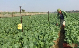 C&ocirc;ng nhận huyện M&ecirc; Linh (H&agrave; Nội) đạt chuẩn n&ocirc;ng th&ocirc;n mới