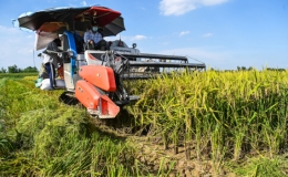 Gi&aacute; gạo xuất khẩu tiếp tục giảm