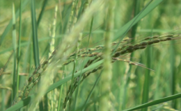 'L&uacute;a ma xuất hiện ở H&agrave; Nam do lai tạp giống'