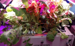 Phi h&agrave;nh gia trồng rau kh&ocirc;ng cần đất