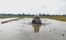 Quỳnh Phụ: Chuyển trọng t&acirc;m sang sản xuất vụ m&ugrave;a