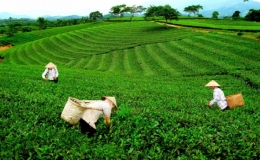 Th&aacute;i Nguy&ecirc;n: C&oacute; 109 x&atilde; đạt chuẩn n&ocirc;ng th&ocirc;n mới