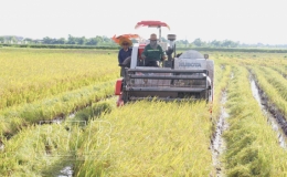 Tiền Hải: Chuyển trọng t&acirc;m sang sản xuất vụ m&ugrave;a