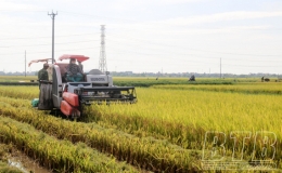 Tốc lực thu hoạch l&uacute;a xu&acirc;n