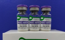 Vaccine dịch tả lợn ch&acirc;u Phi sẽ được sử dụng diện rộng cuối năm 2022