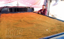 Vũ Thư: Hiệu quả gi&agrave;n sấy th&oacute;c