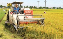 Vũ Thư: Thu hoạch l&uacute;a xu&acirc;n