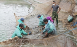Vũ Thư: T&iacute;ch tụ được 793 ha đất sản xuất n&ocirc;ng nghiệp