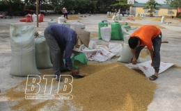 &ldquo;Chạy th&oacute;c&rdquo; m&ugrave;a gặt