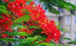 Dự b&aacute;o thời tiết phục vụ kỳ thi tốt nghiệp PTTH năm 2023 khu vực tỉnh Th&aacute;i B&igrave;nh (Từ ng&agrave;y 26 đến ng&agrave;y 30/6 năm 2023)