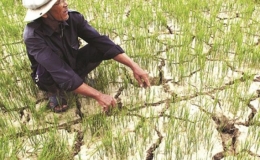 Dự b&aacute;o về những t&aacute;c động của El Nino