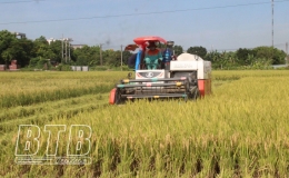 Hẹn với m&ugrave;a v&agrave;ng