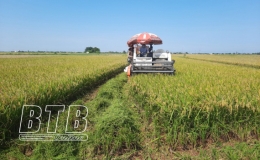 M&ugrave;a v&agrave;ng tr&ecirc;n những c&aacute;nh đồng li&ecirc;n kết ở Kiến Xương