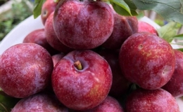 Những giống mận ngon của Việt Nam