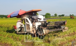  Quỳnh Phụ: 98% diện t&iacute;ch l&uacute;a xu&acirc;n đ&atilde; được thu hoạch